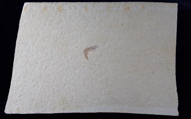 ? Acanthochirana sp. STRAND 1928 - Bild © FossNet FossilienStore